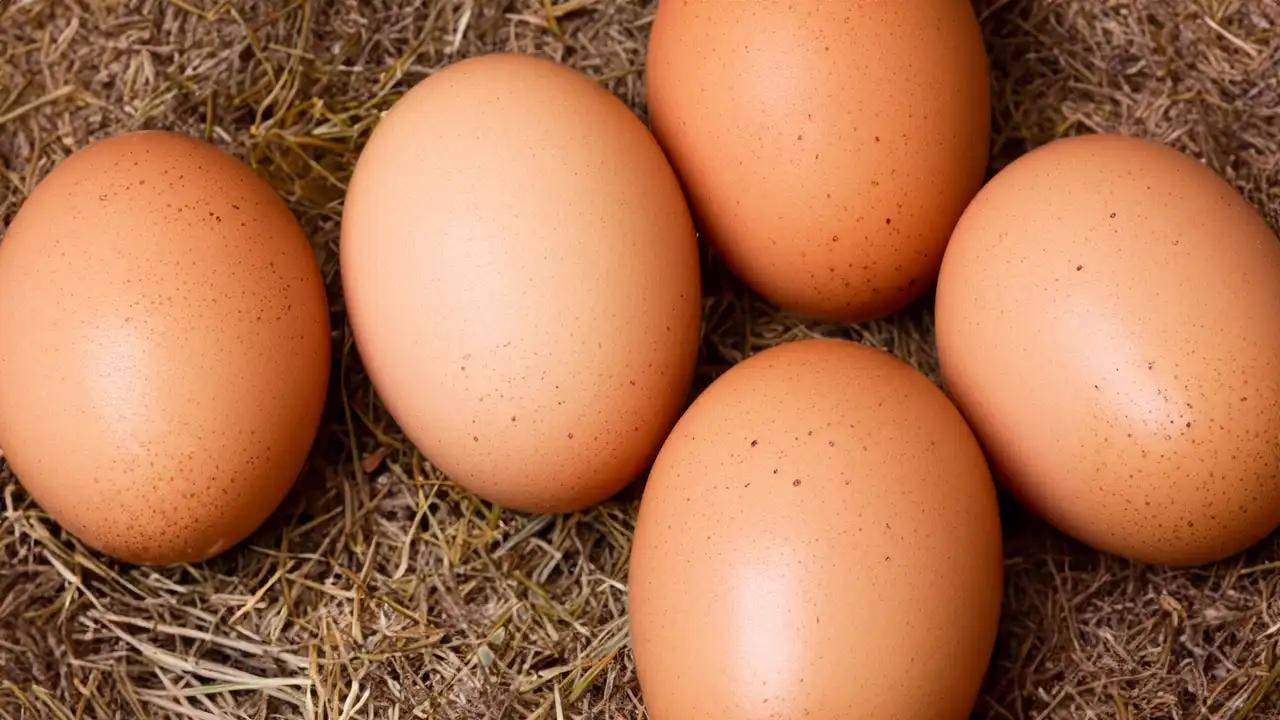 protein from eggs